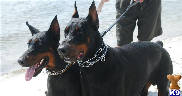 doberman pinscher puppy posted by DobyGuns Kennel